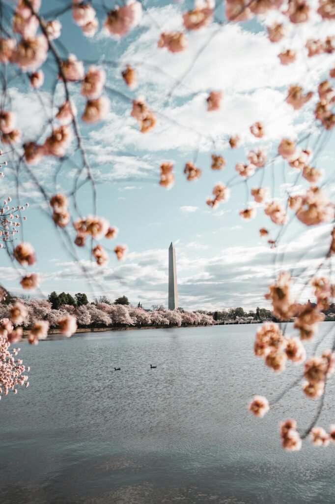 Cherry blossoms bloom at Washington Monument, captured during springtime beside the Tidal Basin.